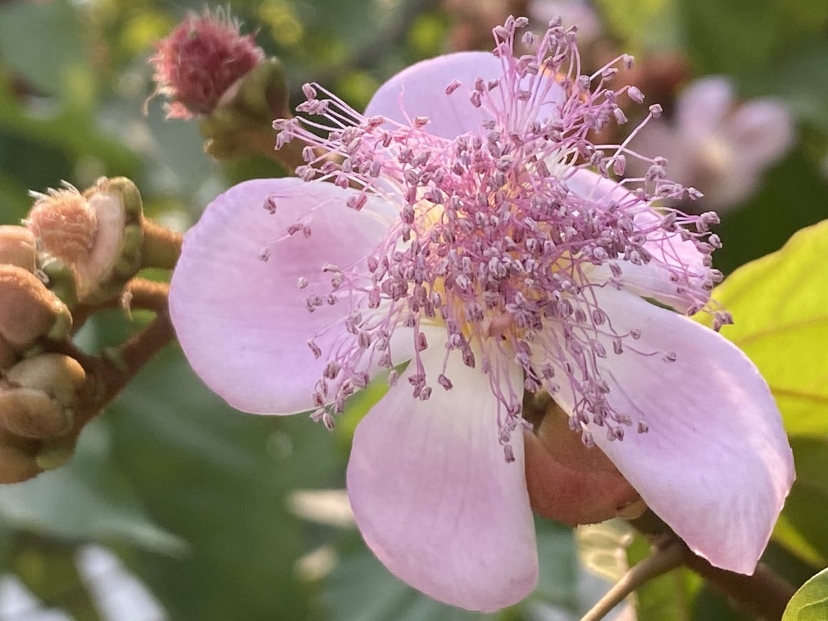 EvolveLeadLove's tweet image. Lipstick tree/Sinduri/BixaOrellana 

Sacred Sindoor tree is flowering and the flowers are attracting bees and butterflies .
Have you seen it near you?

Its red colour is used to ward off evil spirits and illnesses.

#TreeStories #Flowers #Happiness
