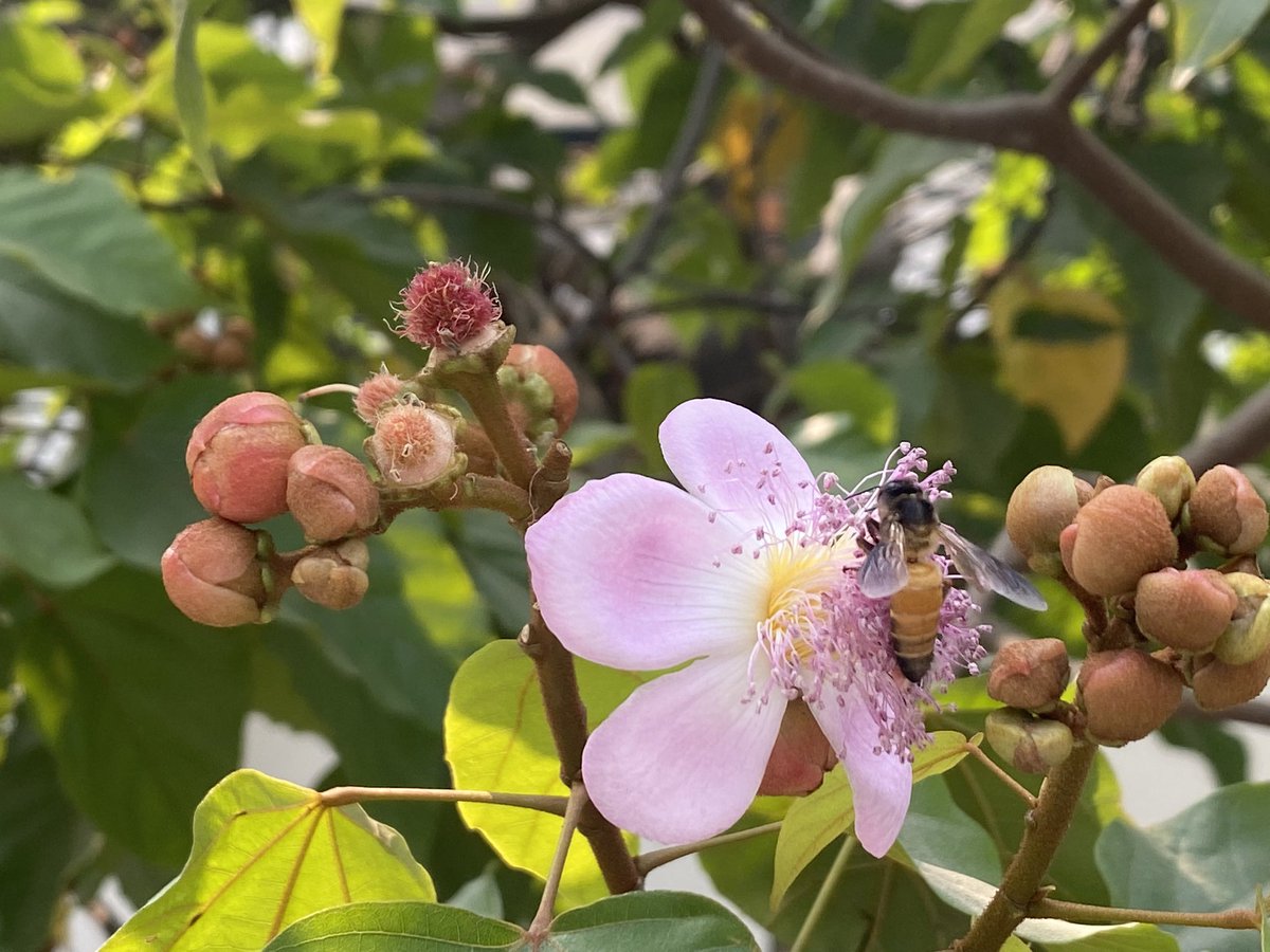 EvolveLeadLove's tweet image. Lipstick tree/Sinduri/BixaOrellana 

Sacred Sindoor tree is flowering and the flowers are attracting bees and butterflies .
Have you seen it near you?

Its red colour is used to ward off evil spirits and illnesses.

#TreeStories #Flowers #Happiness