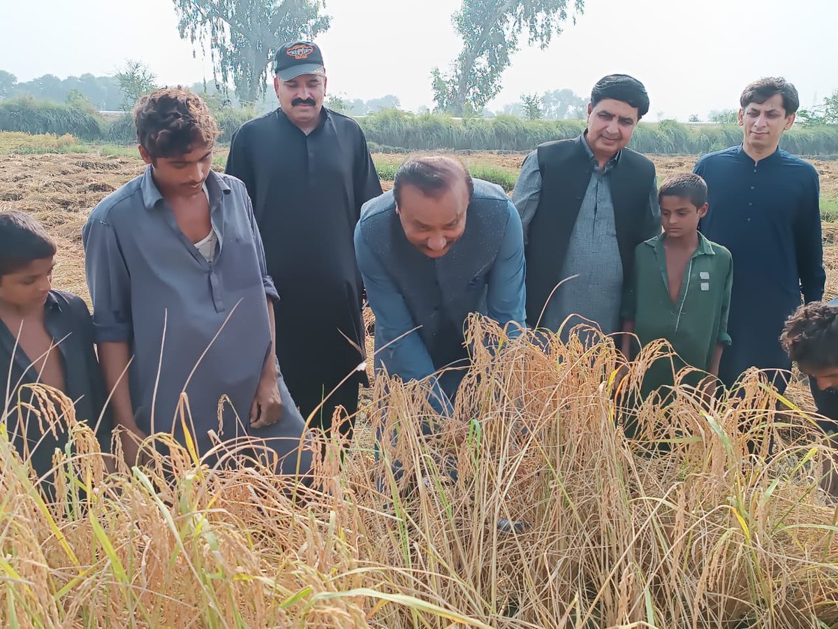 commissionerlrk's tweet photo. Mr. Gahanwer Ali Laghari, Commissioner Larkano Division harvesting Rice crop with farmers near Behram plot, Taluka Ratodeeo District Larkano. https://t.co/jenrgp3Wxh