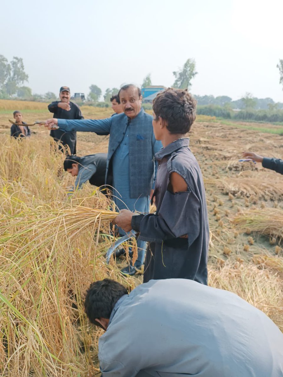 commissionerlrk's tweet photo. Mr. Gahanwer Ali Laghari, Commissioner Larkano Division harvesting Rice crop with farmers near Behram plot, Taluka Ratodeeo District Larkano. https://t.co/jenrgp3Wxh