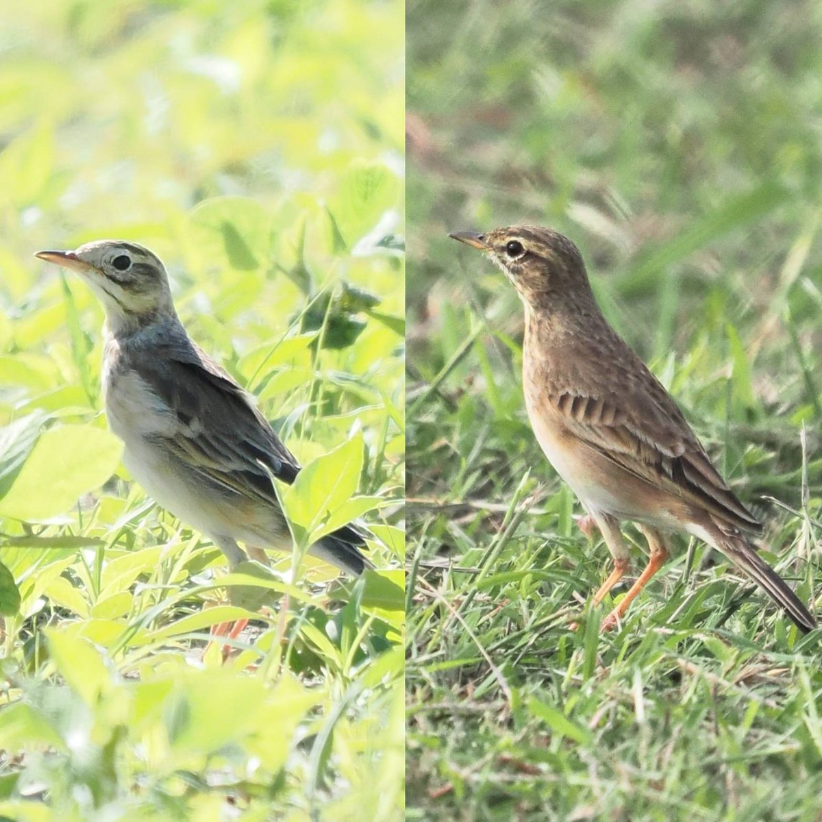 taiwanbirdguide's tweet image. WIN-WIN!

Taiwanese bird guide gets a Singapore common pippt as lifer and Singapore birder gets a Taiwan common pipit as lifer!

#RichardPipit (left) #大花鷚 and #PaddyfieldPipit (right) #稻田鷚