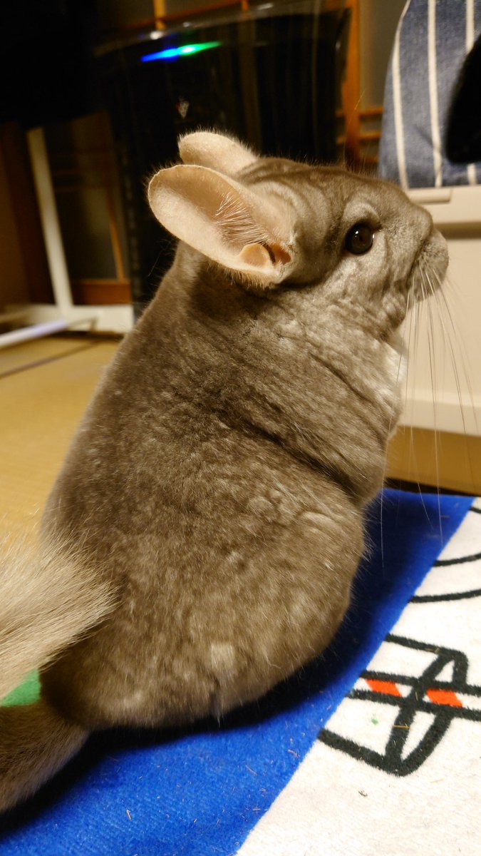 mitsui_yui's tweet photo. 【固定用】
・紬ちゃん🐭シナモン♀
2019/11/16 誕生日
2020/03/07 お迎え
2022/09/08 命日🌈
・湊くん🐭ブラックエボニー♂
2020/10/07 誕生日
2021/02/07お迎え
・楓ちゃん🐭シナモン♀
2021/10/01 誕生日
2022/10/30 お迎え https://t.co/nOsvtThrHg