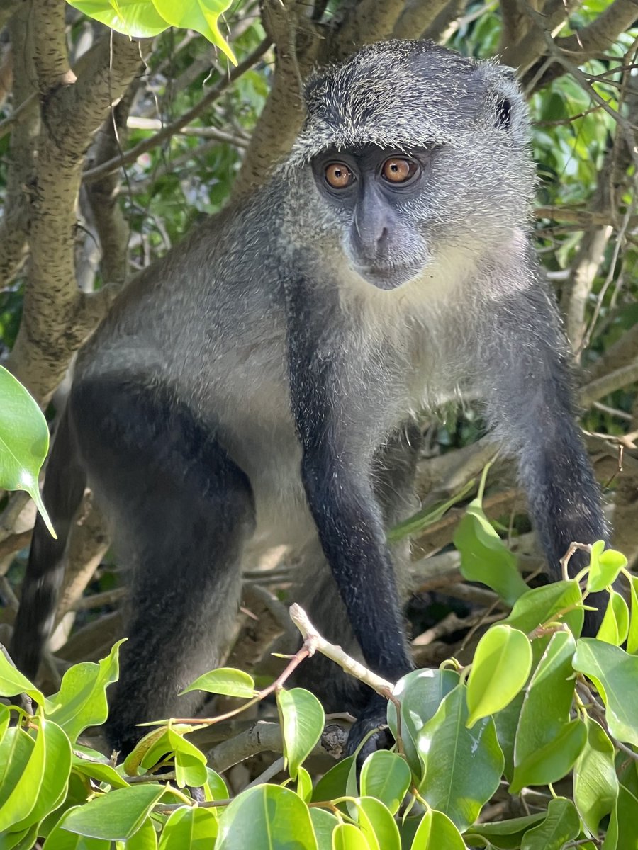 KatanaHugo's tweet photo. Coucou !
#photos #photography #animals #monkey https://t.co/O4nyIyhpqQ