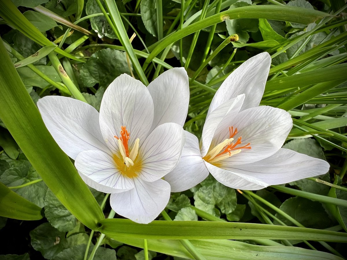Kitchen_Garten's tweet photo. #Herbst #Crocus Zephyr #Pfalz https://t.co/Hixs6MtExY
