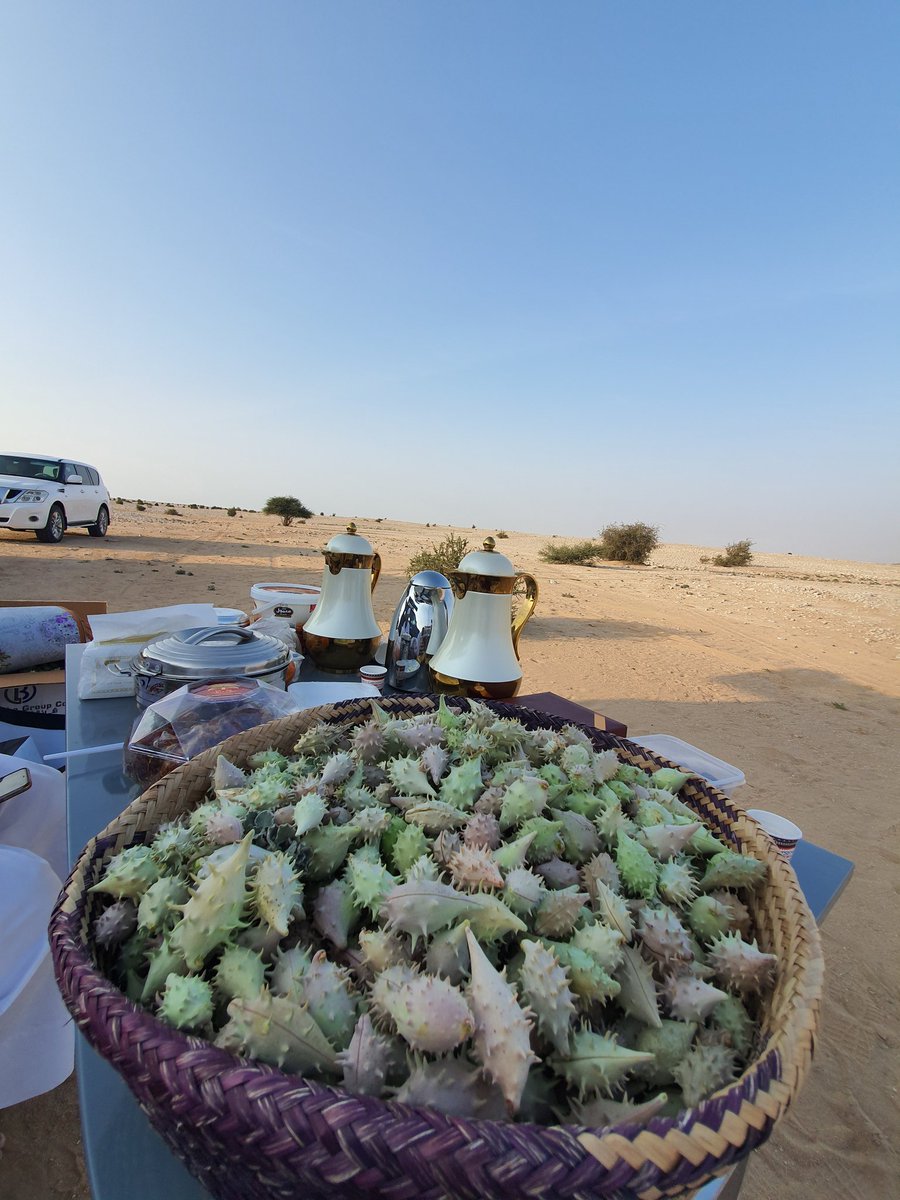 QATARBIRDS2022's tweet photo. صباح الخير لقطنا اليراوه وسوينا عليها مضروبة و اتشار https://t.co/h3dOrtj5it