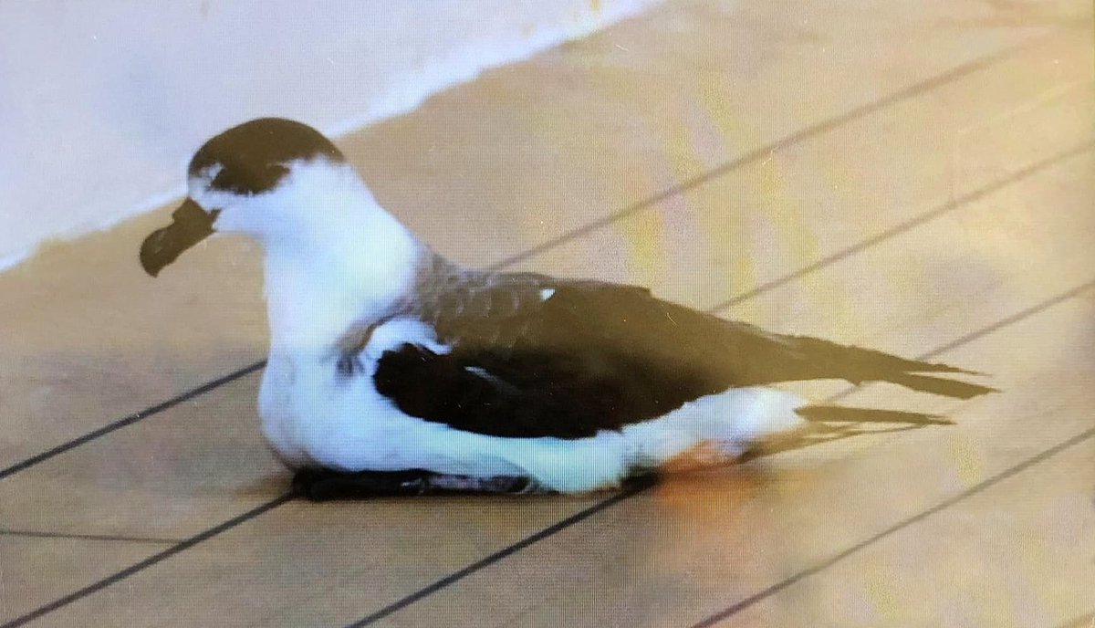 Black-capped Petrel, Pterodroma hasitata photographed aboard the MV Queen Victoria while moored 1.5km off La Palma, Canary Islands 4th November by Steve Copsey - the 1st record for Canaries, 2nd for Spain and 17th for WP
