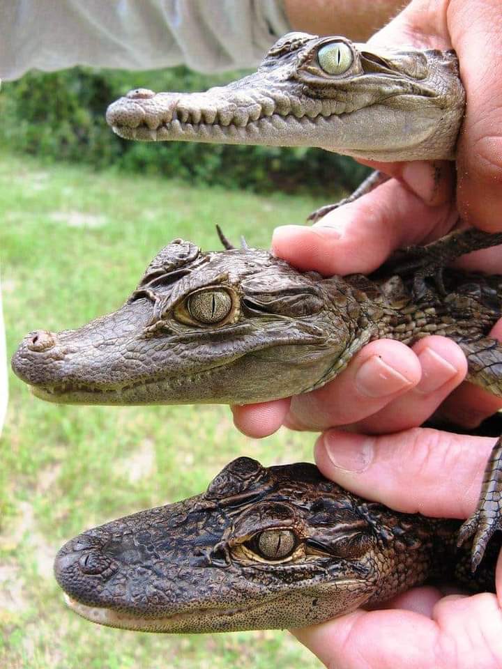 RincnCuriosoo's tweet photo. Diferencia (empezando por arriba) entre un cocodrilo, caimán y aligator. https://t.co/WJoPxuwuhM