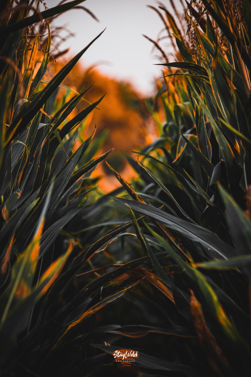 Early autumn this year. 🍂 that’s the beauty at Nebraska. Share your best photos of corn fields 🌽 

#food #healthyfood #instagood #harvest #corn #nature #dinner #tasty #foodphotography #foodstagram #cornmaze #love #photography #agriculture