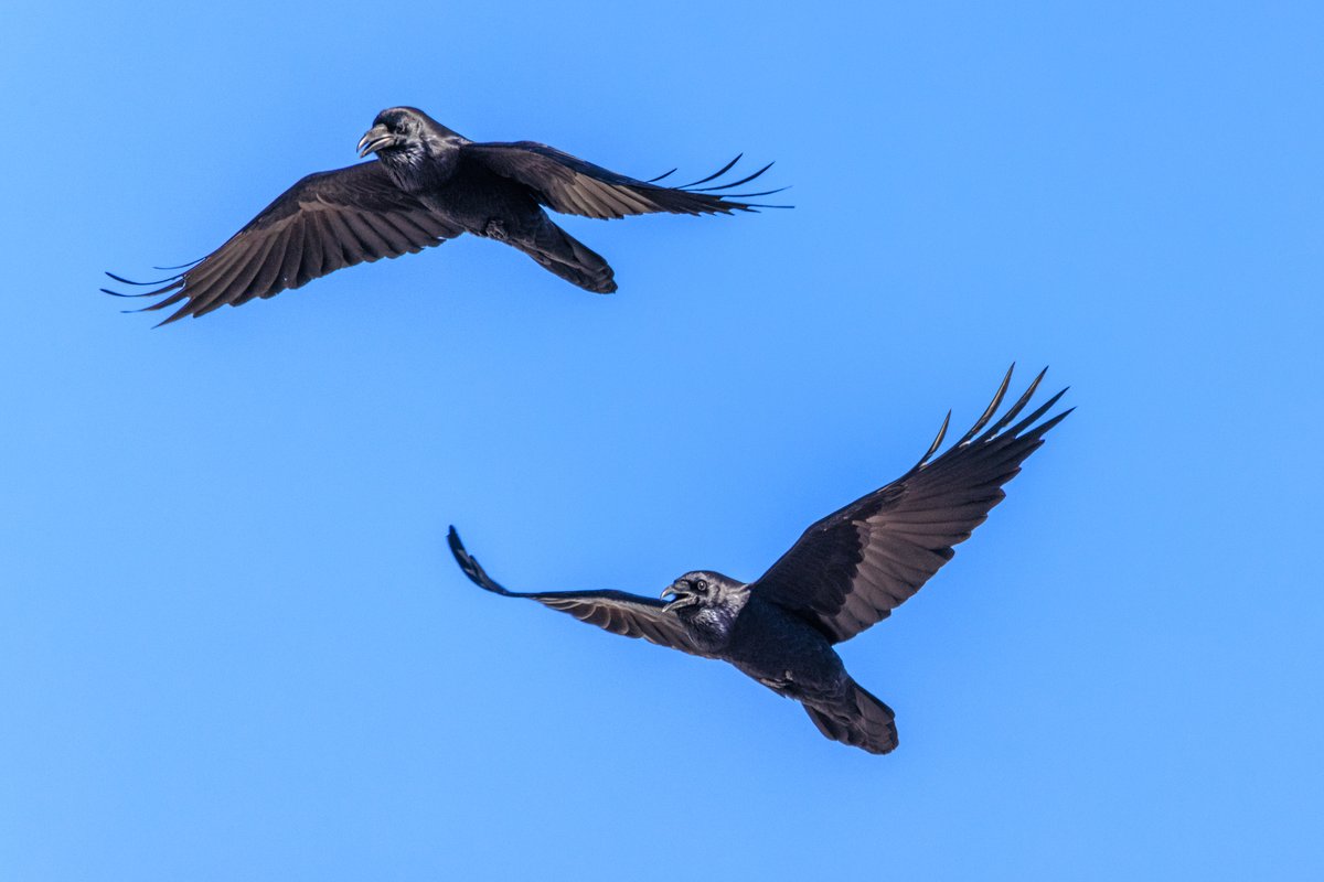 The ravens were flying around together, softly warbling back and forth to one another. After gaining enough speed, they'd glide for a while, syncing up their turns.

I'm sure scientific bird papers would describe it as "strengthening their bond" as they do with so many behaviors.