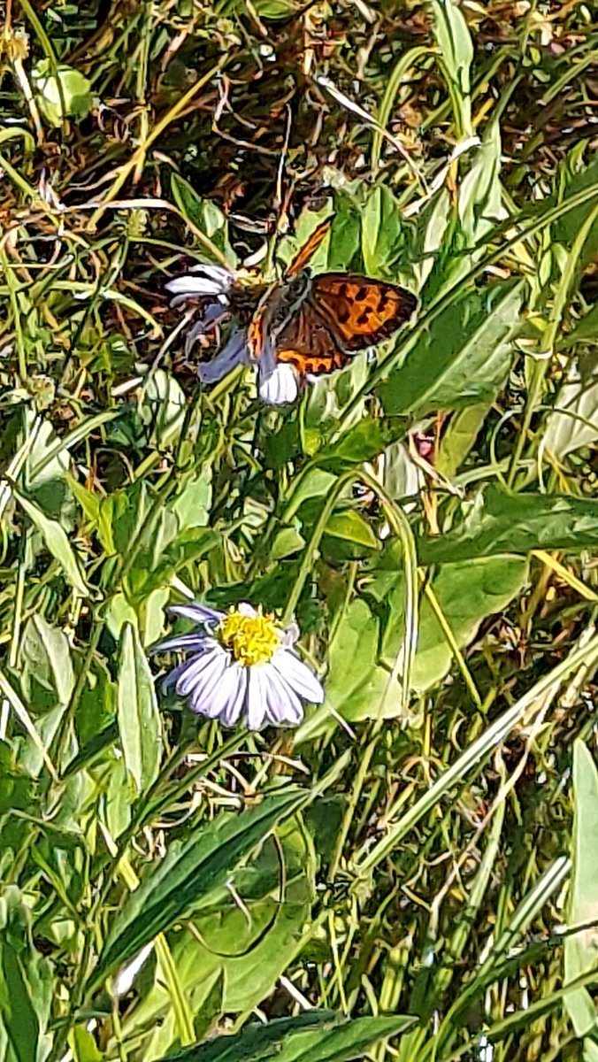 yzbekO's tweet photo. 🦋 ベニシジミ 🦋
田んぼの花畑 ♪
ちょっと遠かったが ♪♪
なんとか分かった ♪♪♪
・
秋にはレンガ色に近いベニ色になる
・
#SmallButterfly
#ベニシジミ
#紅小灰蝶
#LycaenaPhlaeas
#SmallCopper
#CommonCopper
#シジミチョウ科ベニシジミ属
#PhotoOfButterflies https://t.co/yhG9p3koJ2
