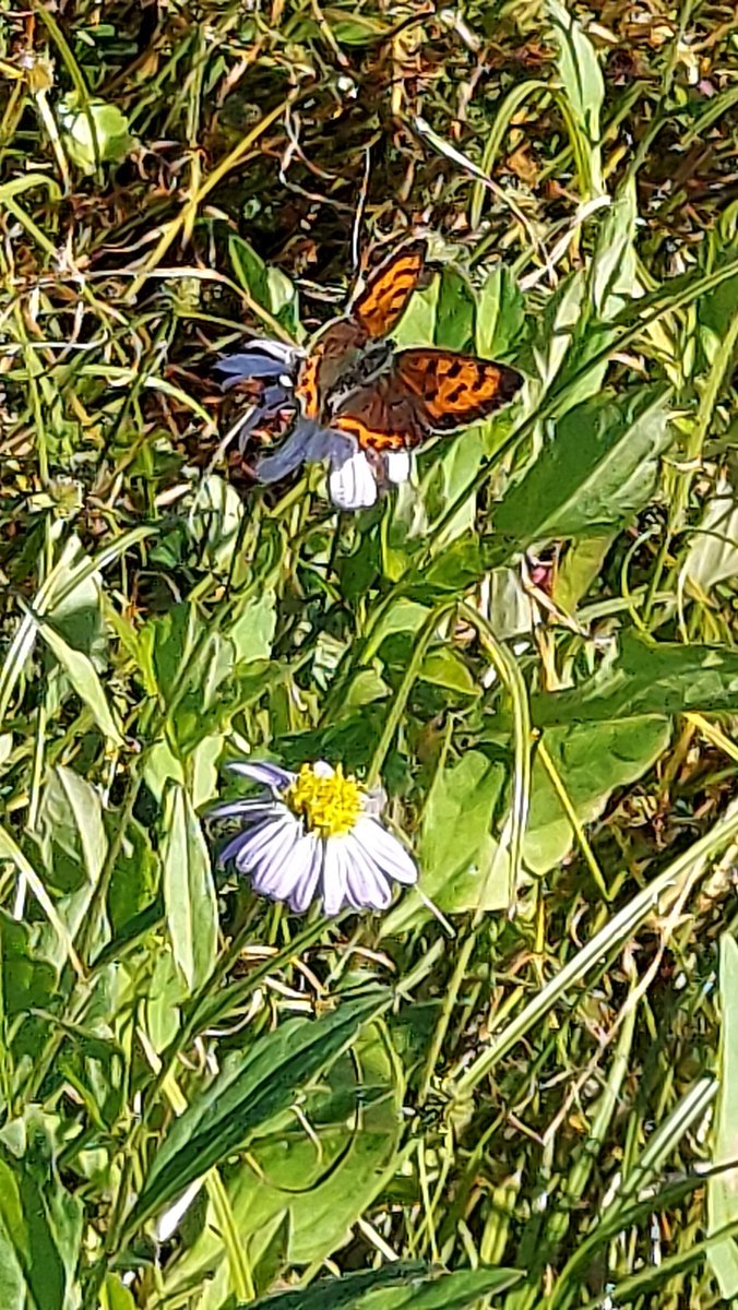 yzbekO's tweet photo. 🦋 ベニシジミ 🦋
田んぼの花畑 ♪
ちょっと遠かったが ♪♪
なんとか分かった ♪♪♪
・
秋にはレンガ色に近いベニ色になる
・
#SmallButterfly
#ベニシジミ
#紅小灰蝶
#LycaenaPhlaeas
#SmallCopper
#CommonCopper
#シジミチョウ科ベニシジミ属
#PhotoOfButterflies https://t.co/yhG9p3koJ2