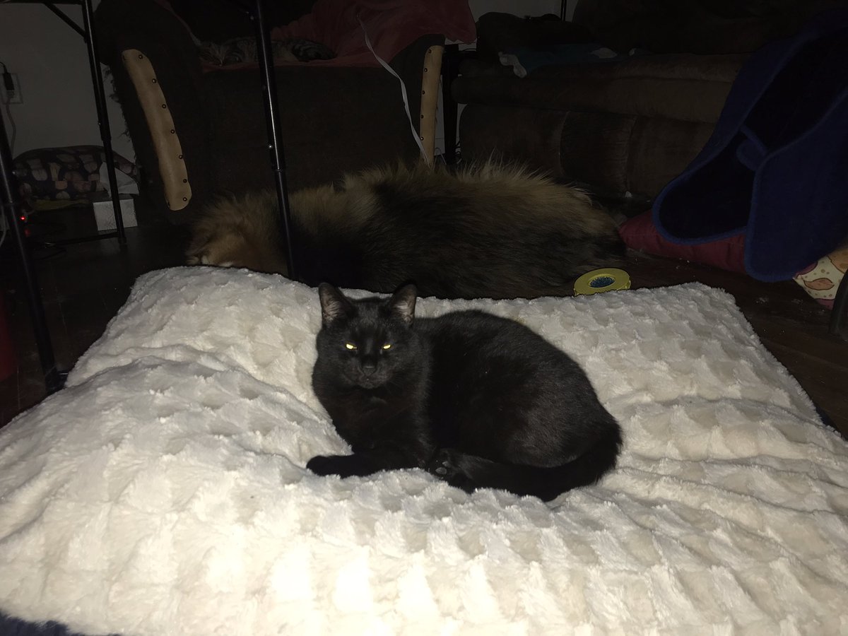 Dr. Zoe Dinges tweet media