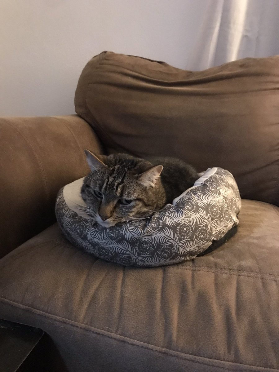 Dr. Zoe Dinges tweet media