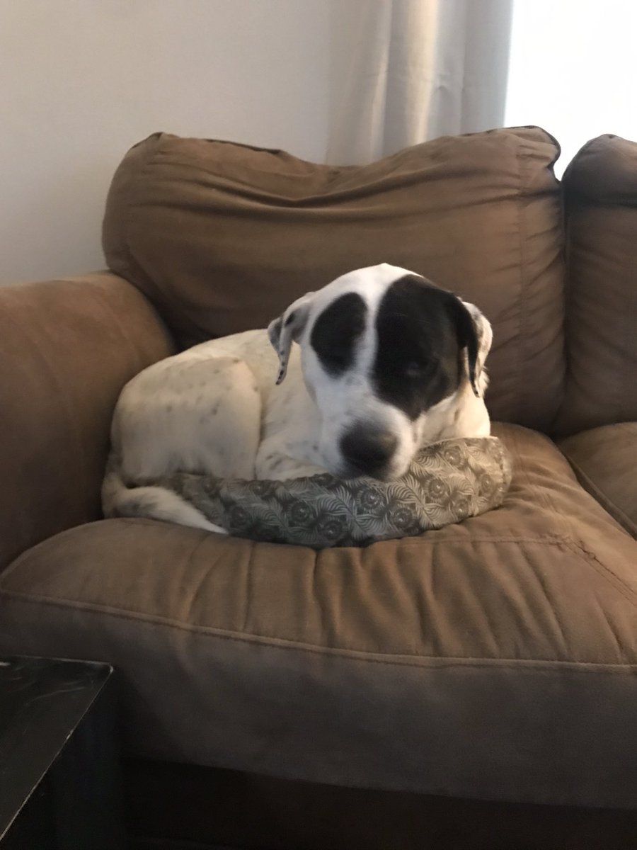 Dr. Zoe Dinges tweet media