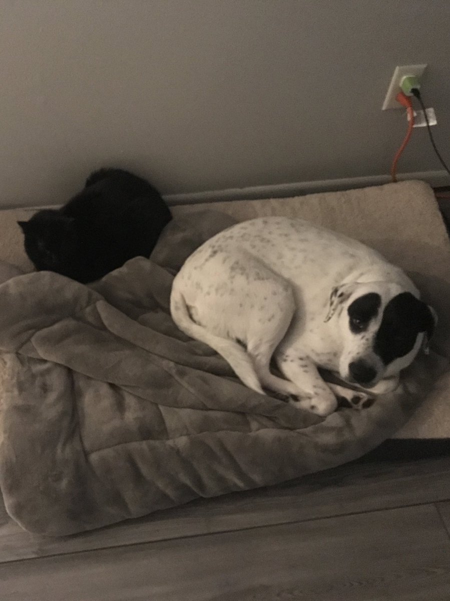 Dr. Zoe Dinges tweet media