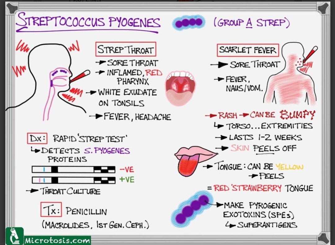 Group A Streptococcus and Scarlet Fever :: Hertfordshire and West Essex  Healthier Together