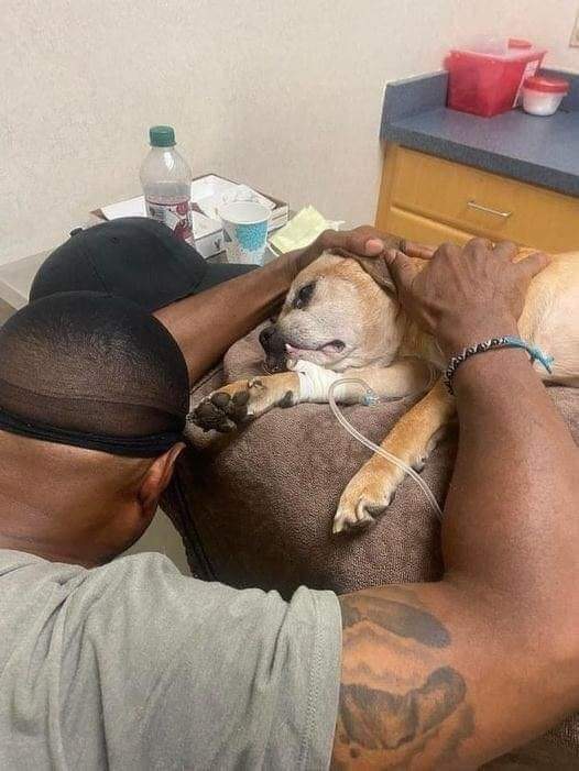 Doggo Info Tweets tweet media