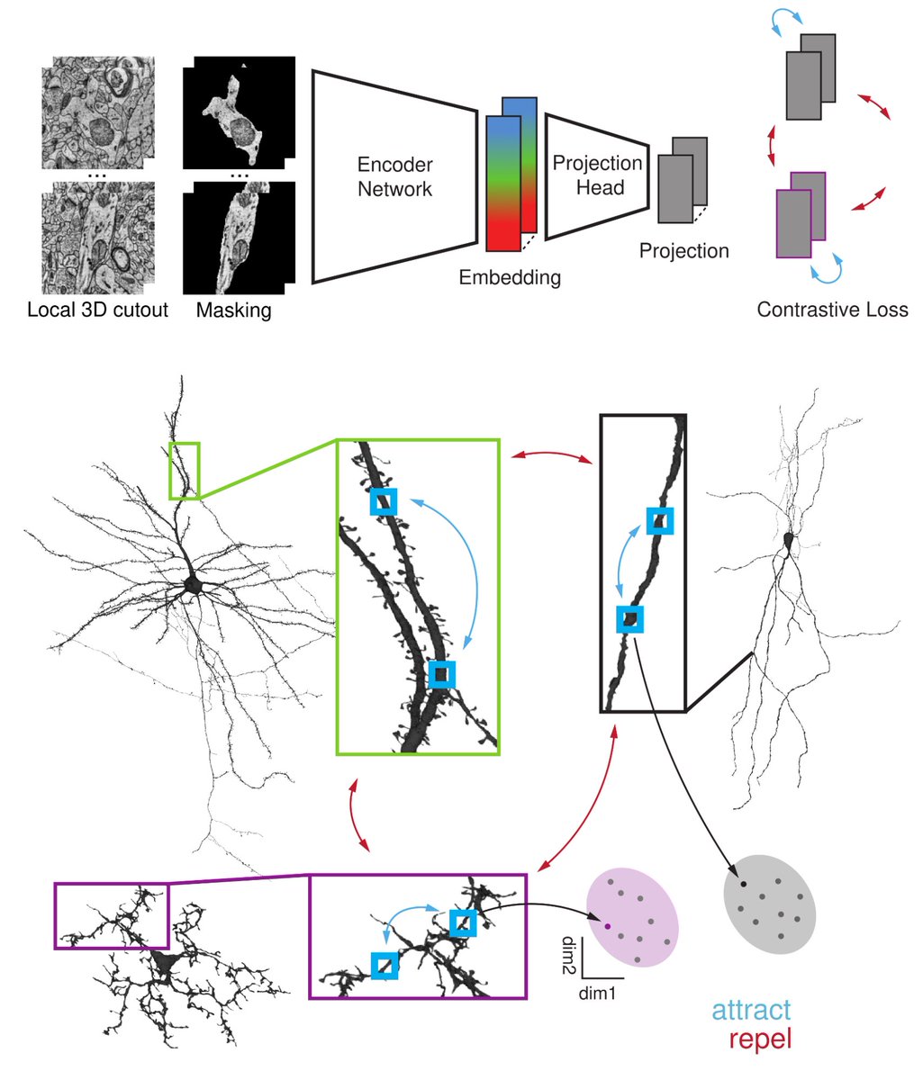 The idea behind SegCLR is simple: embeddings are learned using a contrastive loss where patches from nearby locations on the same cell should yield similar representations, whereas patches chosen from different cells should yield dissimilar representations. (1/5)