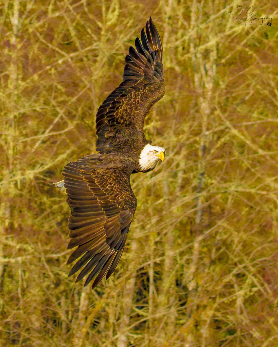 vijgang's tweet photo. Bald Eagle, Skagit river, WA, USA
.
.⠀⠀⠀
.⠀⠀⠀
#birds
#birdphotography
#animalplanet
#wildlifephotography
#wildlifeplanet
#wild
#natgeowild
#natgeoindia
#nature
#naturephotography
#canonindia
#canonindia_official https://t.co/nOH2s027WO