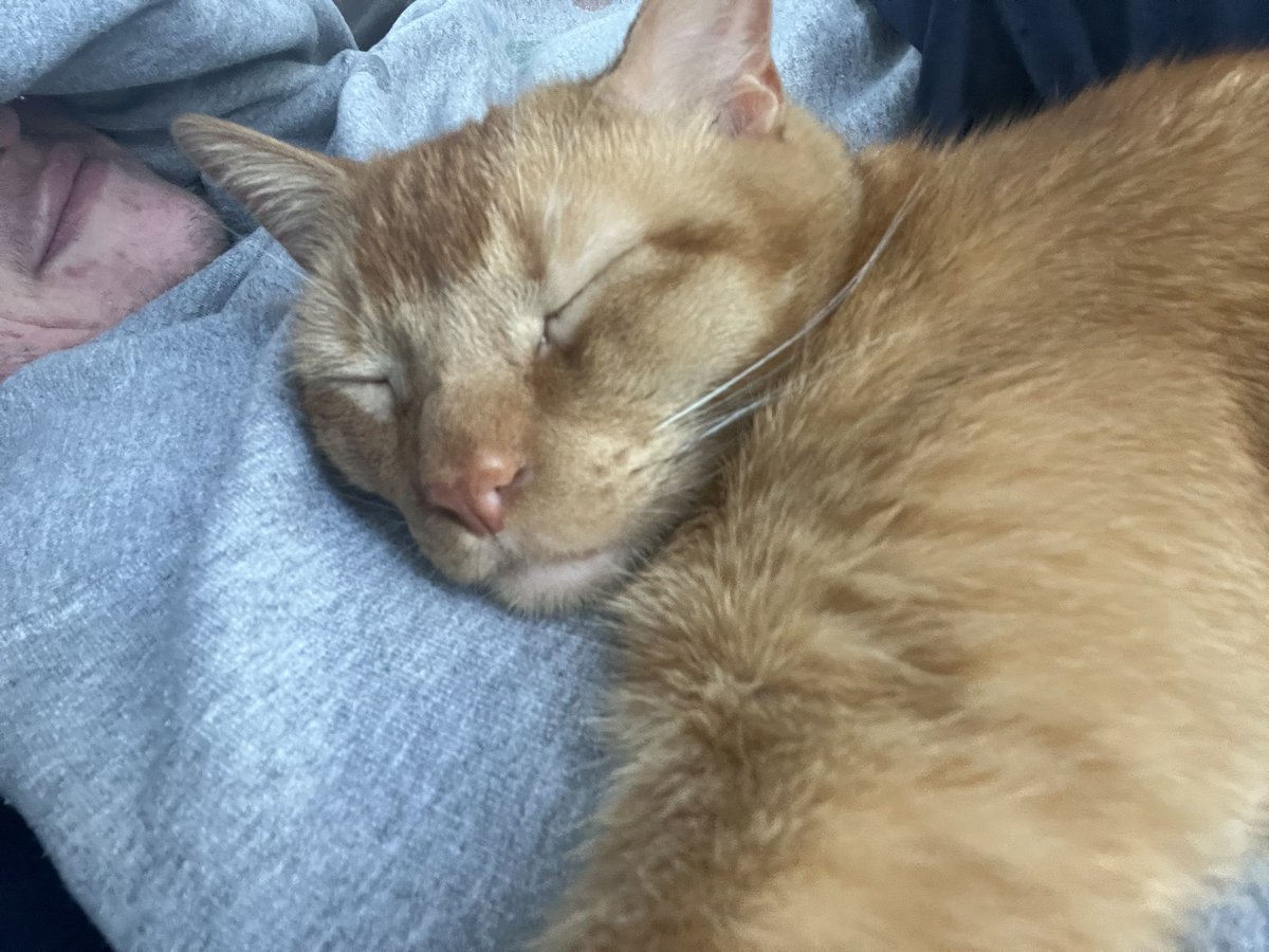 mak_o_lantern's tweet photo. @PaytonMontalvo all this mf does is sleeep trust me the zoomies are strong in this one https://t.co/uJBbtuEazA