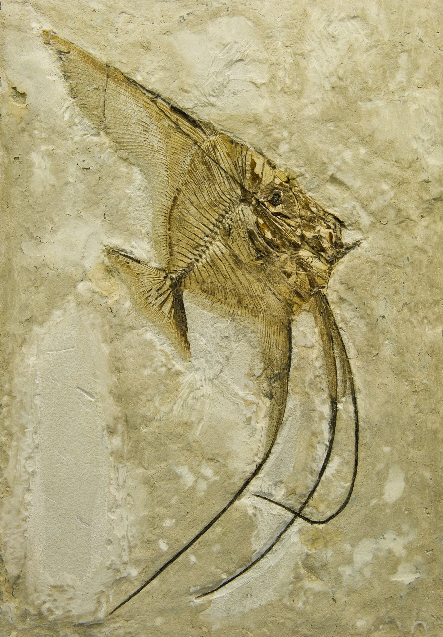 Jeremy Roberts on Twitter "Ceratoichthys pinnatiformis is a fish that