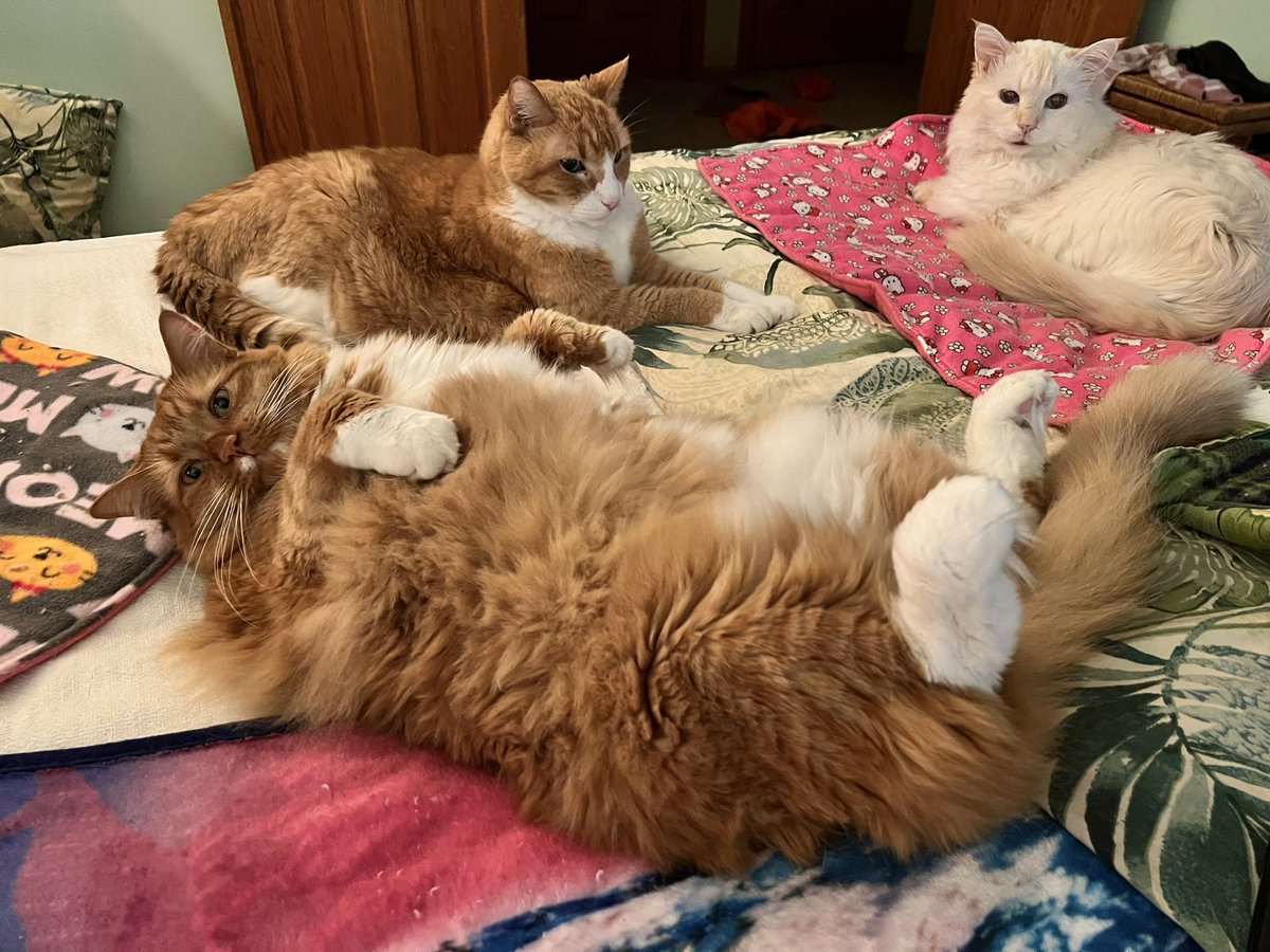 ItsMeDeaner's tweet image. Big Cheddar