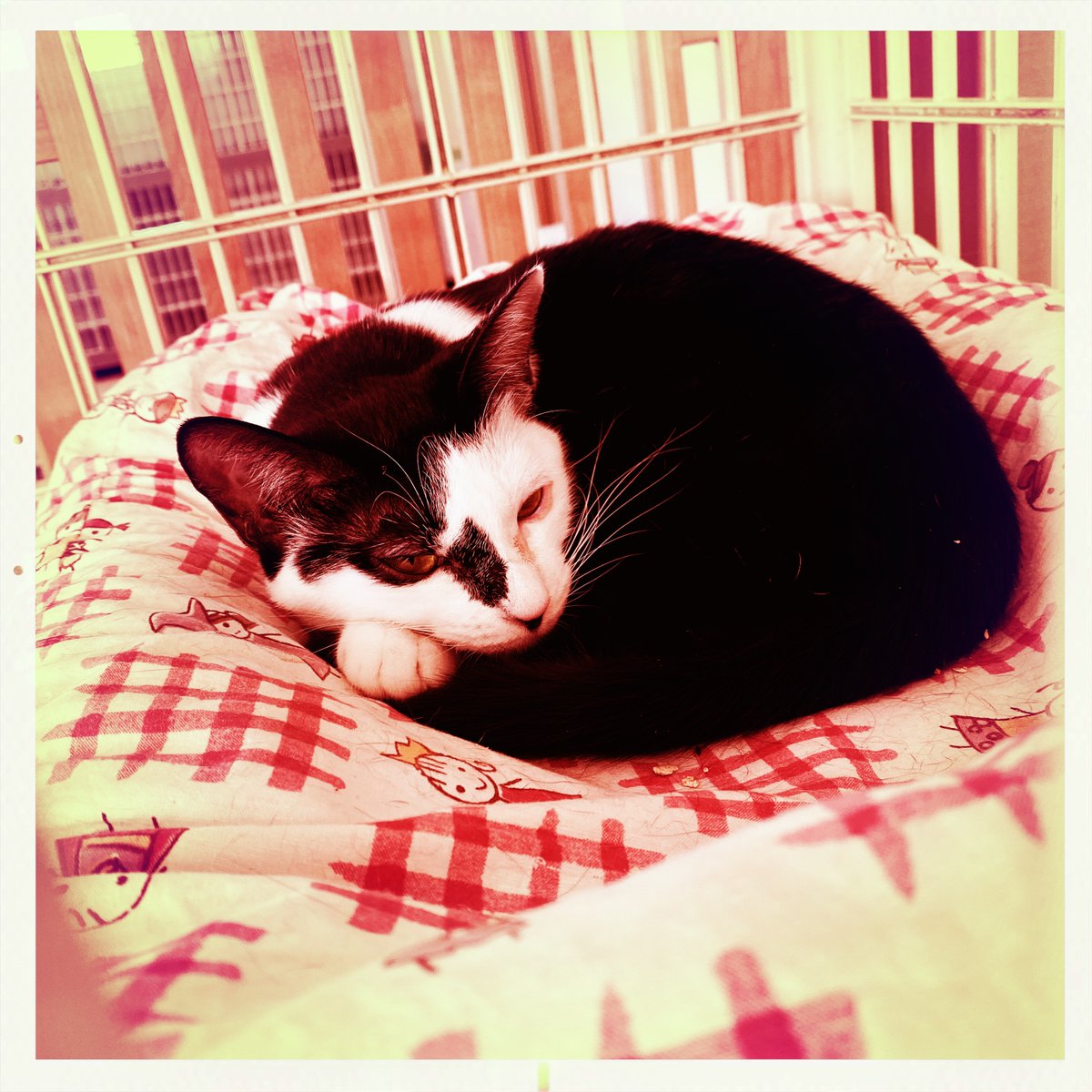 obi_wan_eclipse's tweet photo. #猫式 #猫 #cat #ShotoniPhone   #Hipstamatic #Deighton #AlfredInfrared https://t.co/4VfCbLQgwx