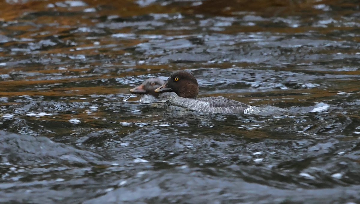 reccu93's tweet photo. Telkät marraskuu 9. #telkkä #luonto #lintu #nature #naturelover #knipa #goldeneye #Suomi #FIN https://t.co/1ZwVCqjL6Q