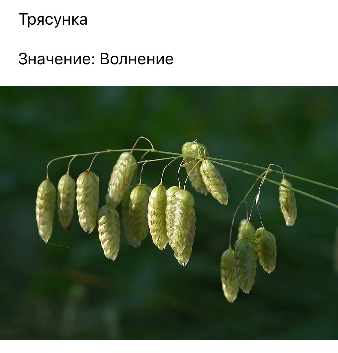 Трясунка (бриза) средняя