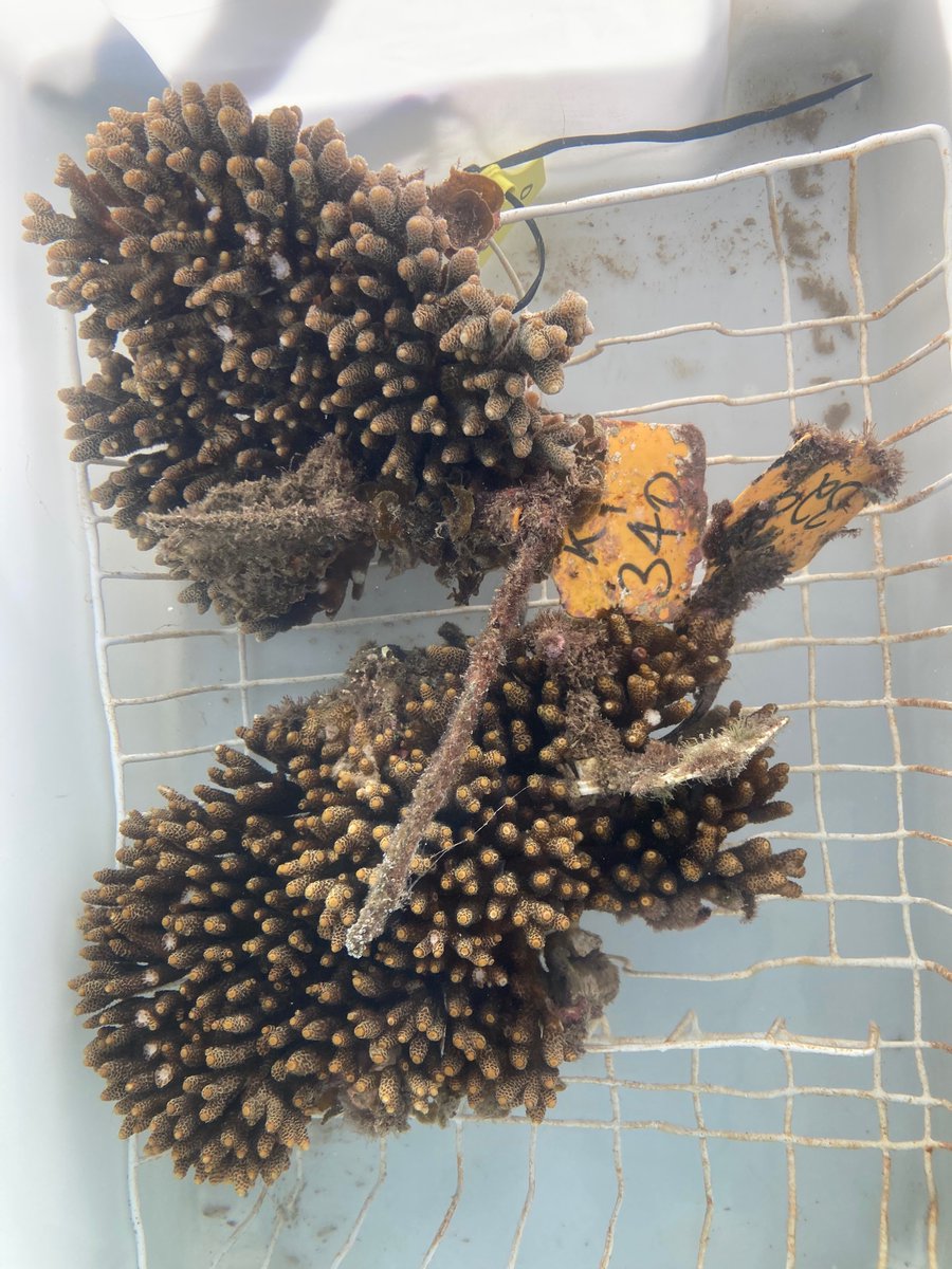 Our onboard aquaculture system, the marvellous creation of @ChristineGiul11 and @SeaSim_AIMS, is fully stocked with fecund corals ready to spawn! 😀🪸🪸🌝 Wonder how many nights they will keep us waiting?🤔 #ACRRI #spawning #GBR
