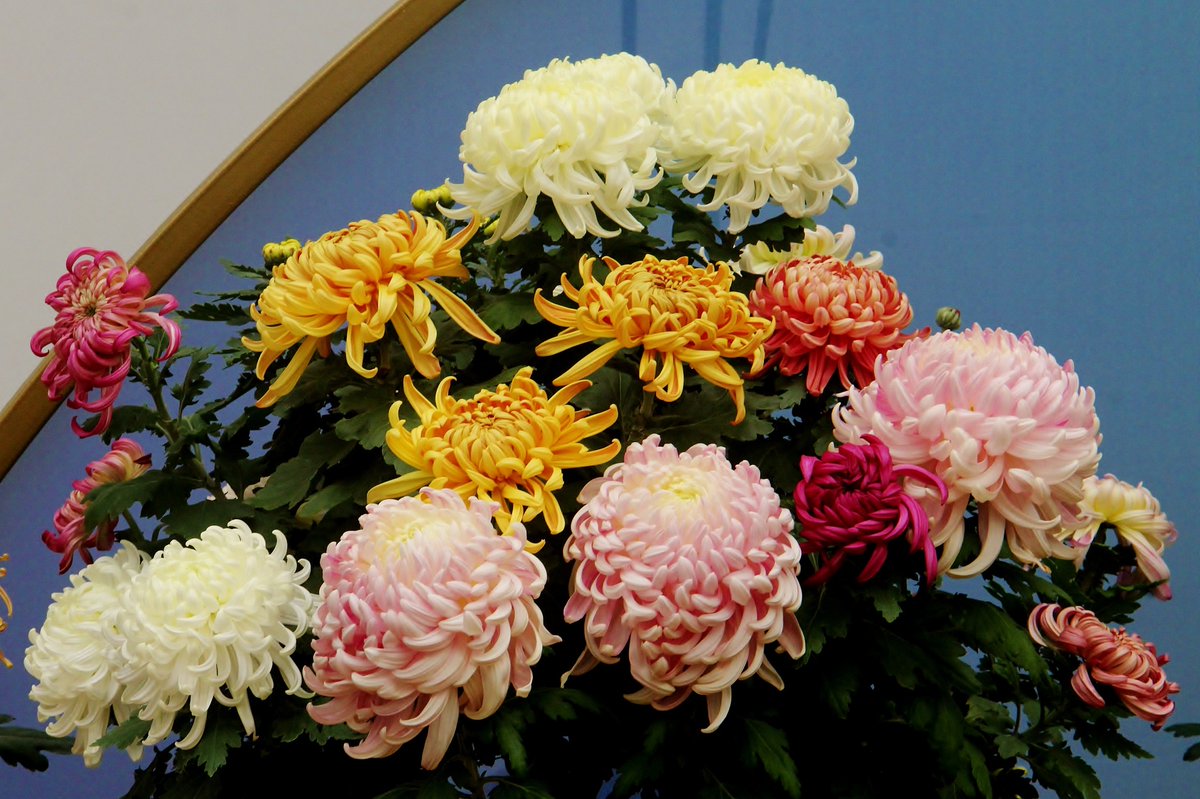 Beautiful China on Twitter "Over 1,500 pots of chrysanthemums bloomed