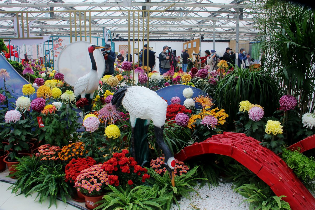 Beautiful China on Twitter "Over 1,500 pots of chrysanthemums bloomed