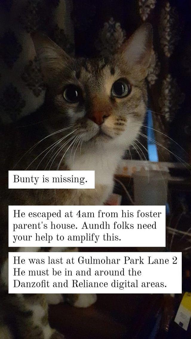 Need help. #Pune My cat bunty is missing since 4am from his foster parent's house. He was at Gulmohar Park lane 2 in Aundh. He must be around the parallel lanes, hidden somewhere. If spotted, please DM.