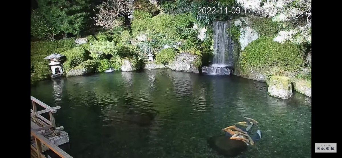 activenet_f's tweet photo. 下呂温泉、水明館様にYouTubeライブカメラを設置させていただきました。
昼も夜もとても綺麗な日本庭園の四季を楽しめます。
是非、ご覧くださいませ。
#企業公式が毎朝地元の天気を言い合う #温泉 #温泉旅行

https://t.co/nQrtKSYamn https://t.co/ijPnOfERI4