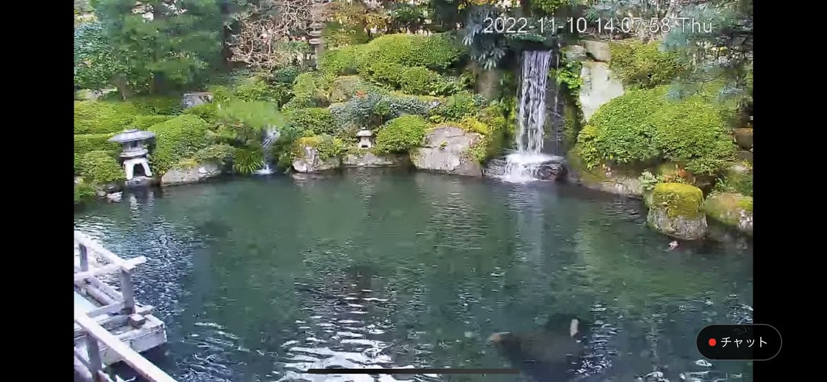 activenet_f's tweet photo. 下呂温泉、水明館様にYouTubeライブカメラを設置させていただきました。
昼も夜もとても綺麗な日本庭園の四季を楽しめます。
是非、ご覧くださいませ。
#企業公式が毎朝地元の天気を言い合う #温泉 #温泉旅行

https://t.co/nQrtKSYamn https://t.co/ijPnOfERI4