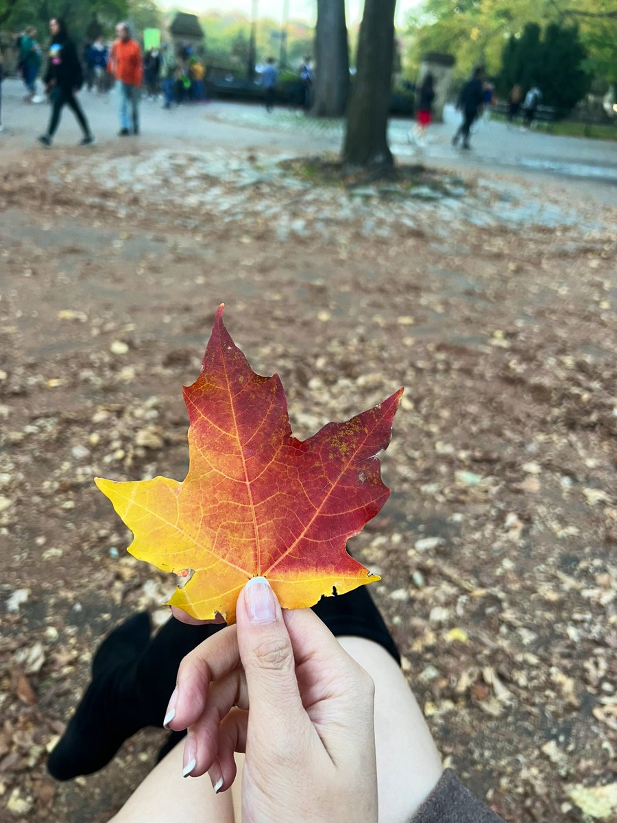 Jenniferrss_eth's tweet photo. Autumn 🍂 https://t.co/DLoy19YZ7p