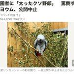 口の悪さで公開中止に!？来園者を罵倒するヨウム。