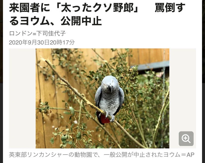 口の悪さで公開中止に！？来園者を罵倒するヨウム。
