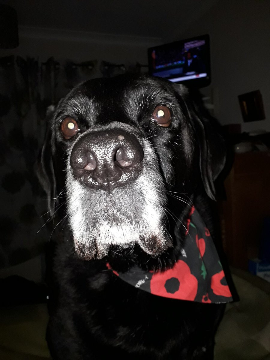 lab_wiggins's tweet image. Mawnings 
Feeling bouncy today so paws bounced into der #cornflake bowl, it bounced orl obers der #bigbeddie. I did a clean up job den bounced orl obers der #bigbedie and me hers.
Oh yes, me hers a tad grumpy 🤔