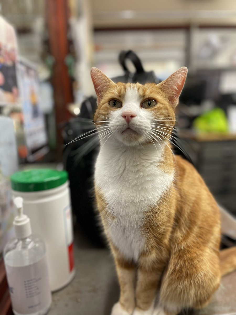 Good morning welcome to Tippetty tap tap Thursday 

Be kind. Even on your bad days. 

Be gentle with others. You never know what might be hurting someone, either physically or emotionally. 

#cats #cats #Cat #CatsOnTwitter #CatsofTwittter