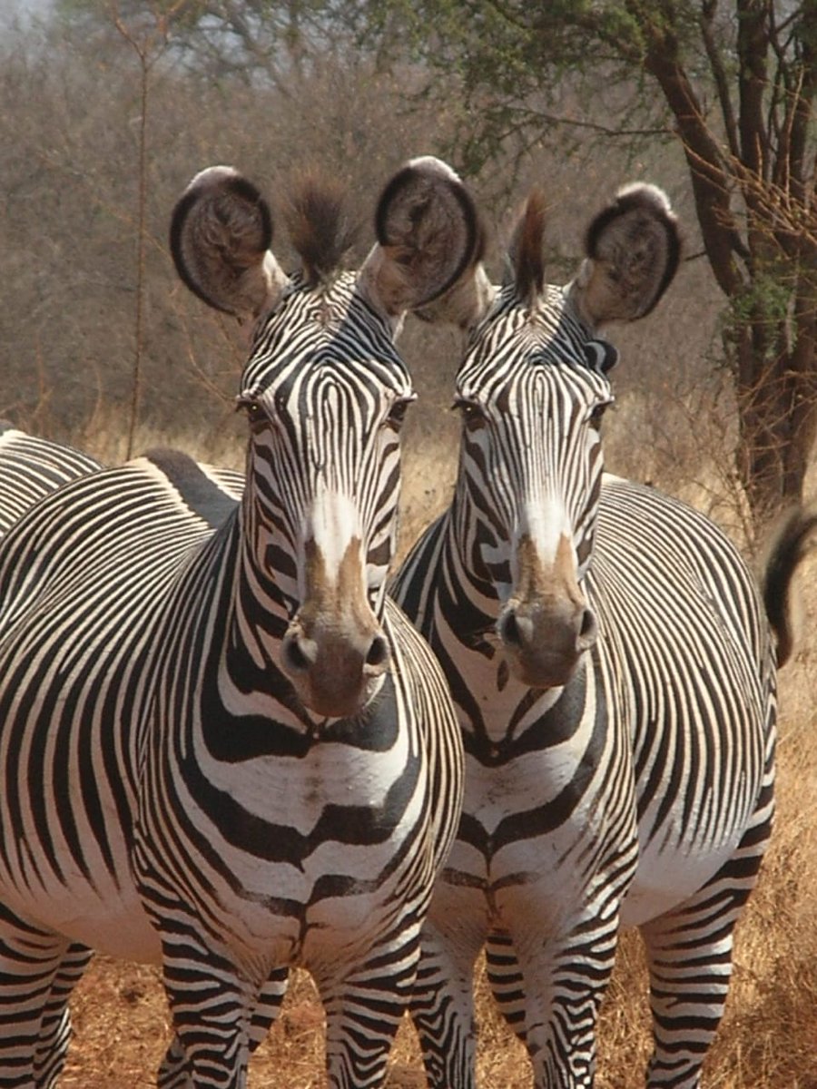 Gladys Kosgei tweet media