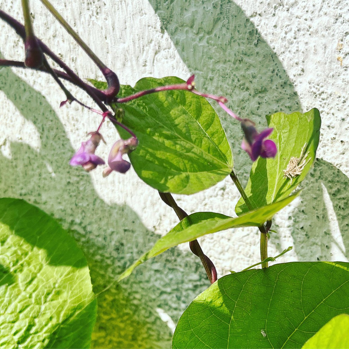 TheMagicBean4's tweet photo. The magic bean. Not sure what variety I planted but I will know soon! 

#organicgardening #terracegarden #urbangarden #localandseaosnal #beans https://t.co/5zgbYqSiPW