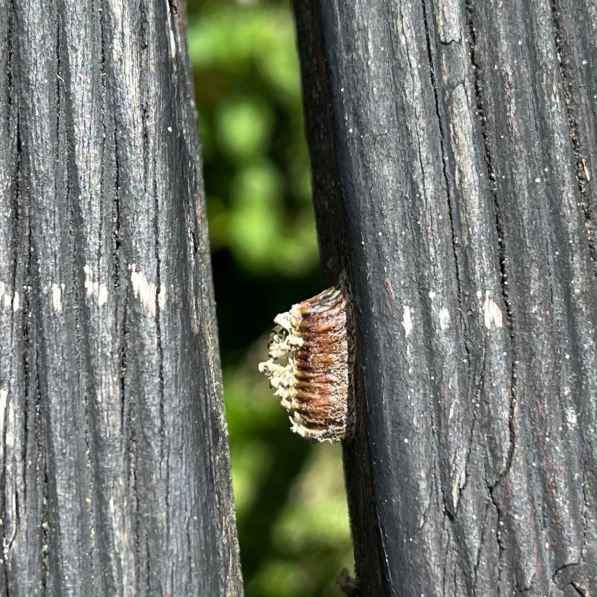 Jed Soane tweet media