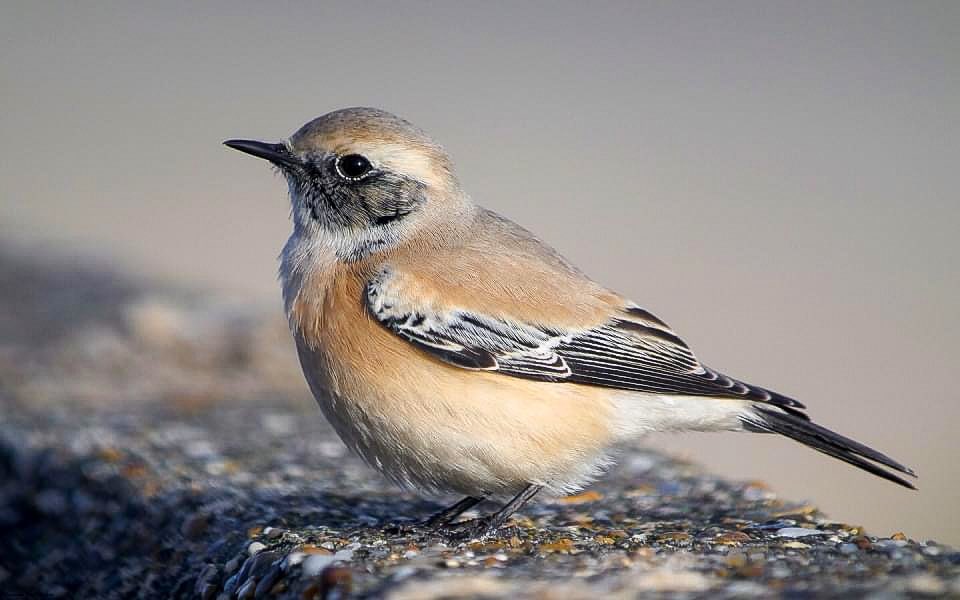 Male #desertwheatear #digiscoping #digiscoper #kowasystem #kowasportingoptics #kowascoping #kowadigiscoping @KowaOptics