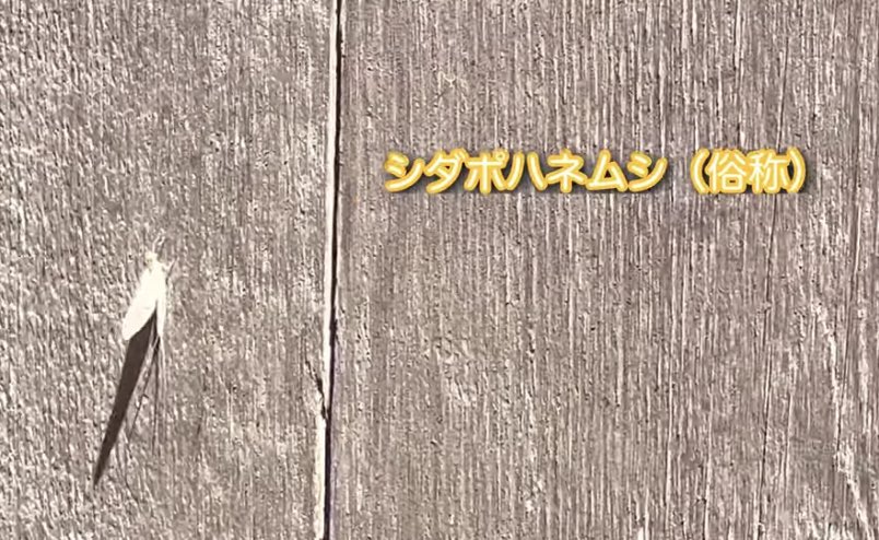 久しぶりに動画公開しました。

ジェットコースターマニアの聖地・シダーポイント編。

ボンさんのスペースに出させてもらった時にシダーポイントを知らない人がいてカルチャーショックを受けたので、この動画を観て少しでも興味を持ってもらえたら嬉しいです。

youtu.be/FwlLf2P5e4Q