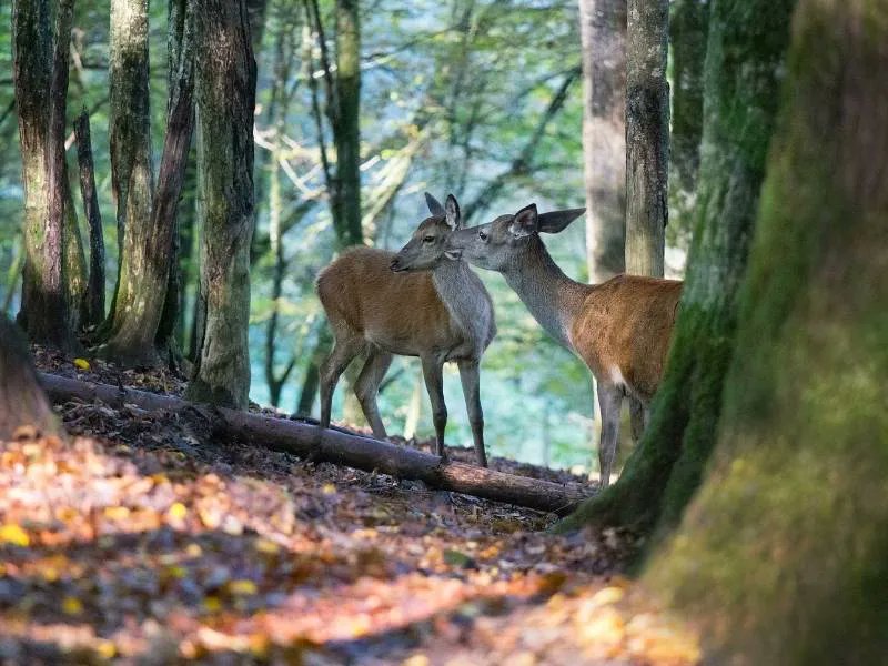 FarmWilder's tweet photo. Hardly a day goes by without a story on the pros & cons of meat. But there’s one sort of meat which we unequivocally do need to eat more of and that’s wild shot venison to save woodland wildlife.
Read more in Tim's blog: https://t.co/CFnNCtCz8P
#BritishGameWeek #wildvenison https://t.co/6aqnraorhZ
