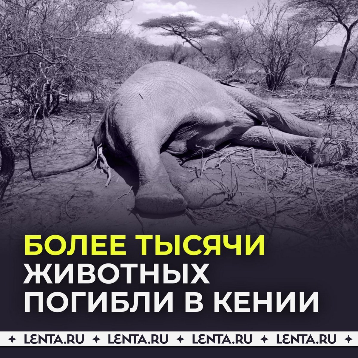 Сколько животных умерли. Статистика смертей от животных. Лесные животные при пожаре. Вымирание животных из за загрязнения вод. Статистика нападения собак.