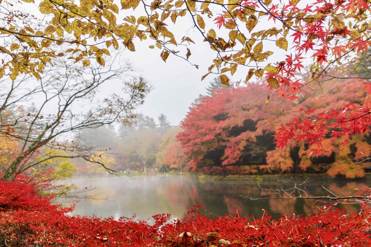 JapaTabi_com's tweet photo. 🔸スワンレイク / Swan Lake🔸
長野県軽井沢町「雲場池」の紅葉はそろそろ見納めの時を迎えています。
雲場池はスワンレイクという愛称を持ち四季ごとの変化が美しく、葉が真っ赤に染まります。

*撮影場所：#雲場池
  #軽井沢マリオットホテル から車で約10分
*URL：https://t.co/ZRMUECbkpN https://t.co/AX2yfI1mlm