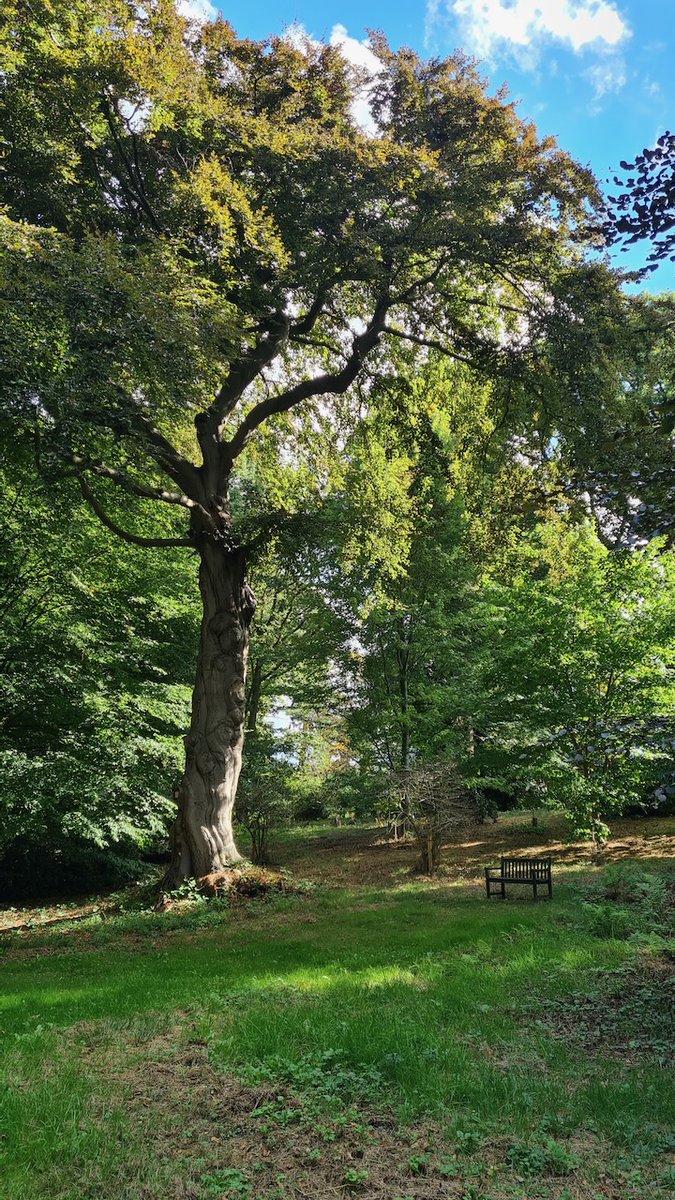 combermereabbey's tweet image. We have several #AncientTrees here at Combermere, that are not only visually beautiful but that contribute so much to the environment too. Over 400 species can be supported by an oak in its third phase in life! We practice #SustainableLogging here to keep our forests healthy.