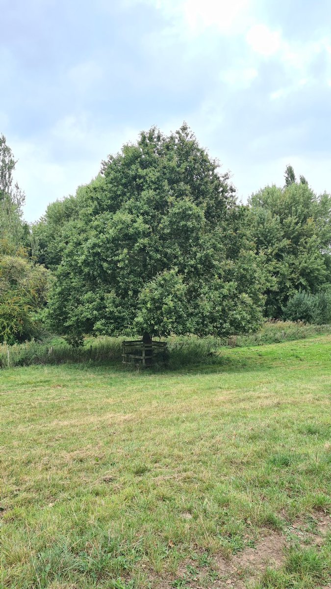 combermereabbey's tweet image. We have several #AncientTrees here at Combermere, that are not only visually beautiful but that contribute so much to the environment too. Over 400 species can be supported by an oak in its third phase in life! We practice #SustainableLogging here to keep our forests healthy.